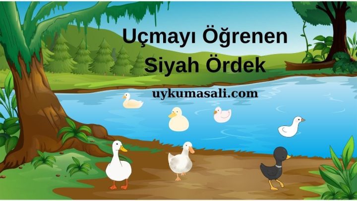 Uçmayı Öğrenen Siyah Ördek Yavrusu